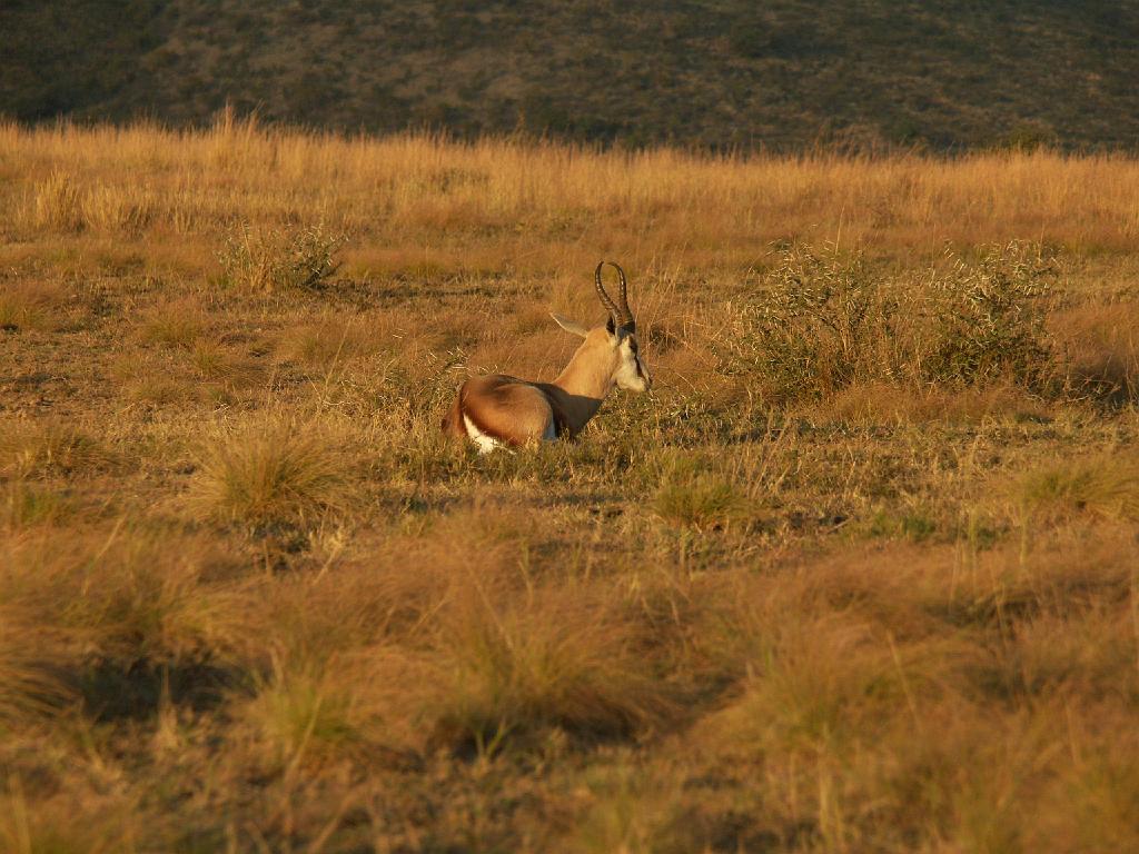 090516_Pilanesberg 337.jpg